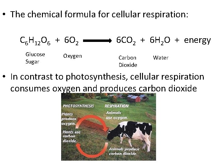  • The chemical formula for cellular respiration: C 6 H 12 O 6