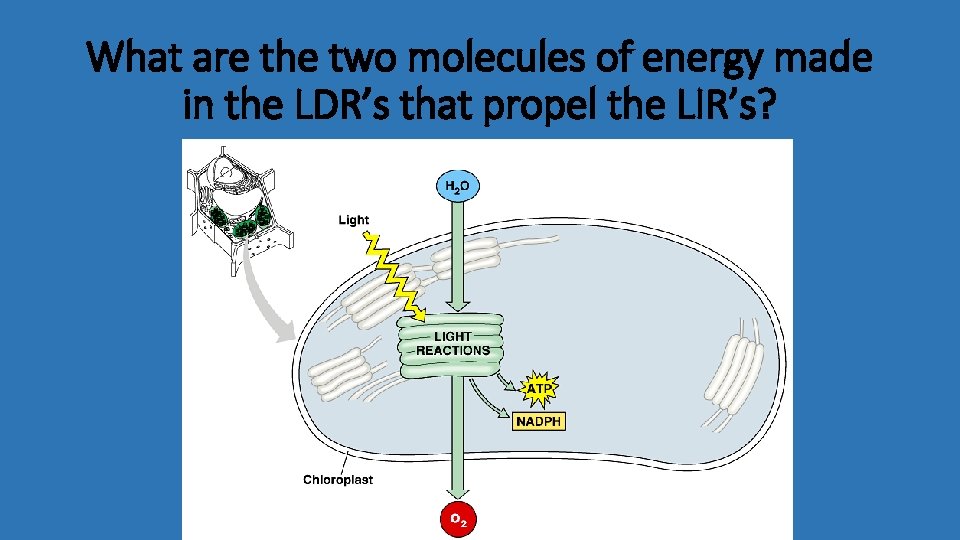 What are the two molecules of energy made in the LDR’s that propel the