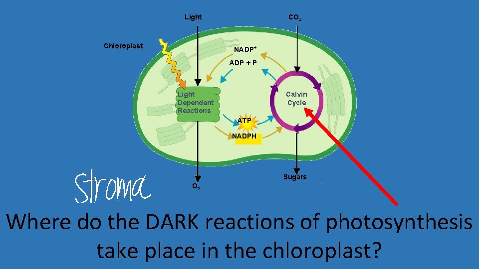 Light Chloroplast CO 2 NADP+ ADP + P Light Dependent Reactions Calvin Cycle ATP