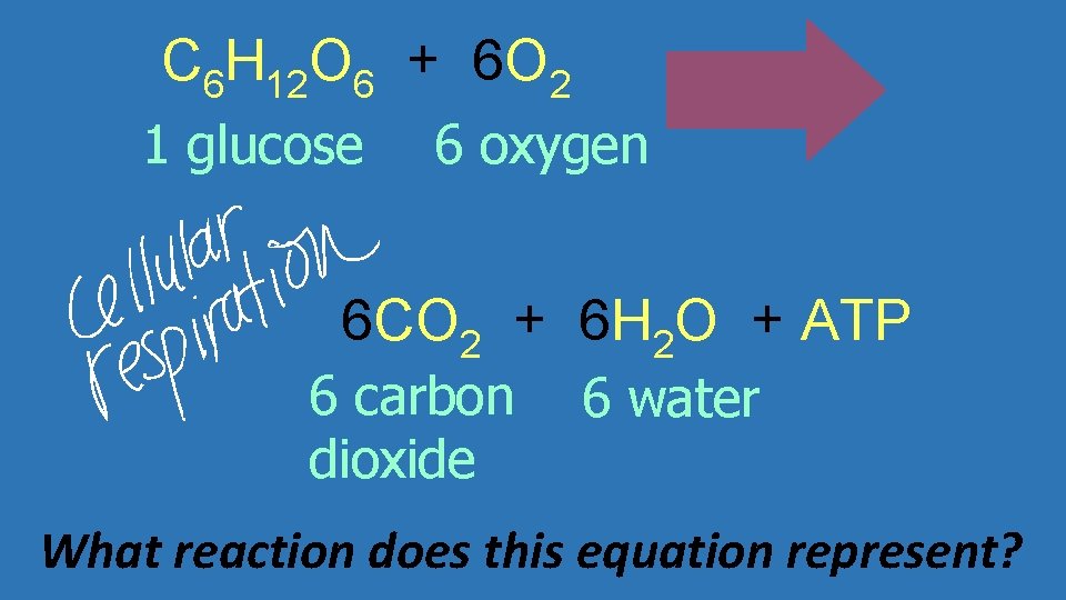C 6 H 12 O 6 + 6 O 2 1 glucose 6 oxygen