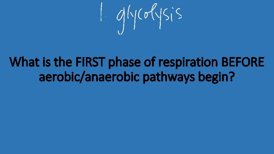 What is the FIRST phase of respiration BEFORE aerobic/anaerobic pathways begin? 