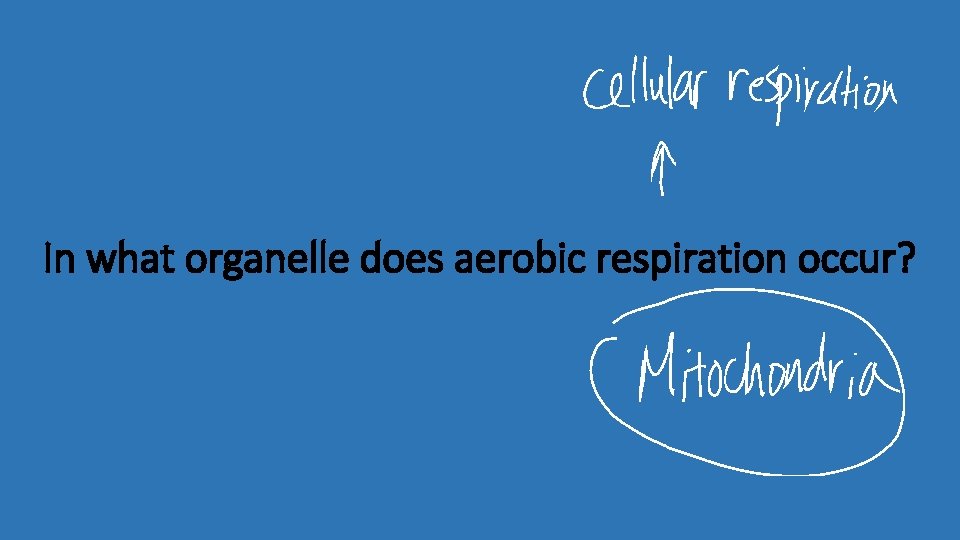 In what organelle does aerobic respiration occur? 