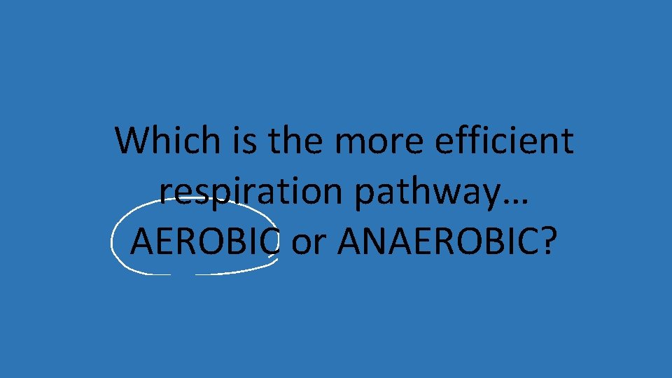 Which is the more efficient respiration pathway… AEROBIC or ANAEROBIC? 