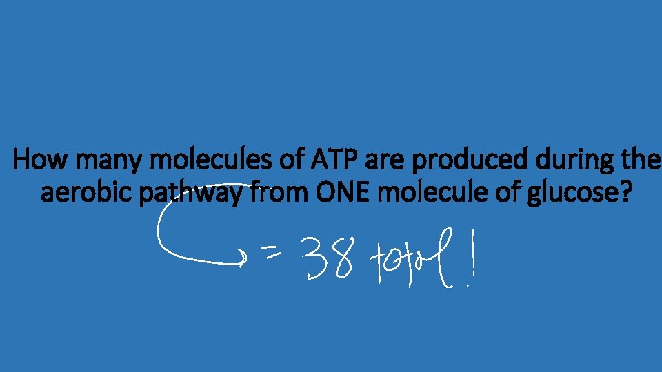 How many molecules of ATP are produced during the aerobic pathway from ONE molecule