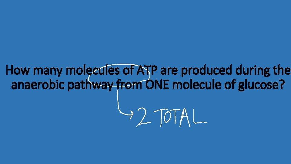 How many molecules of ATP are produced during the anaerobic pathway from ONE molecule