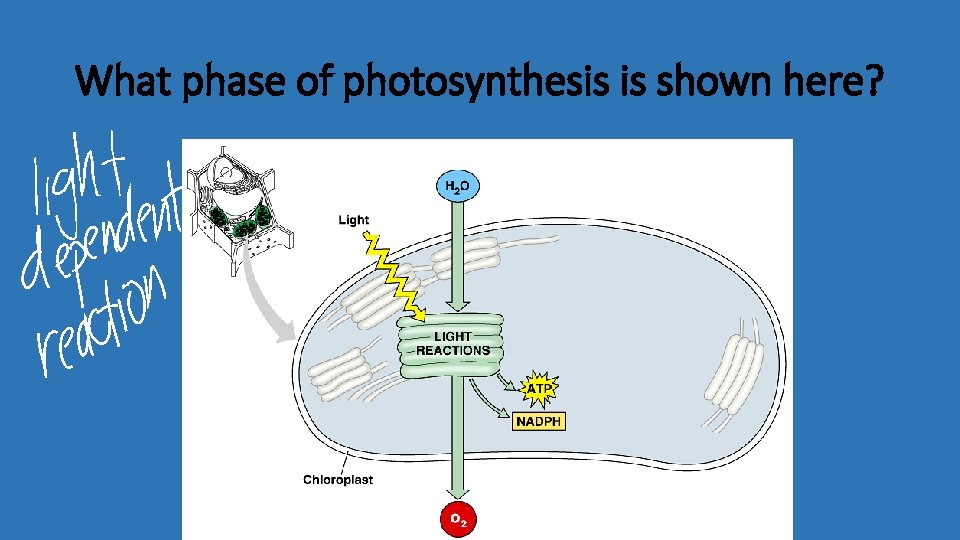What phase of photosynthesis is shown here? 