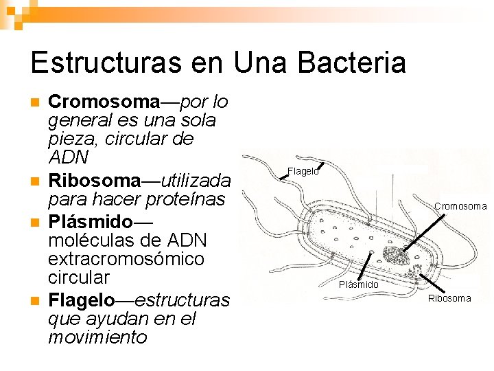 BACTERIAS Estructuras en Una Bacteria n n Cromosomapor