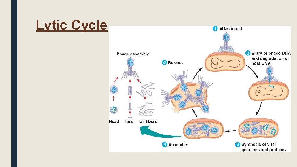 Lytic Cycle 