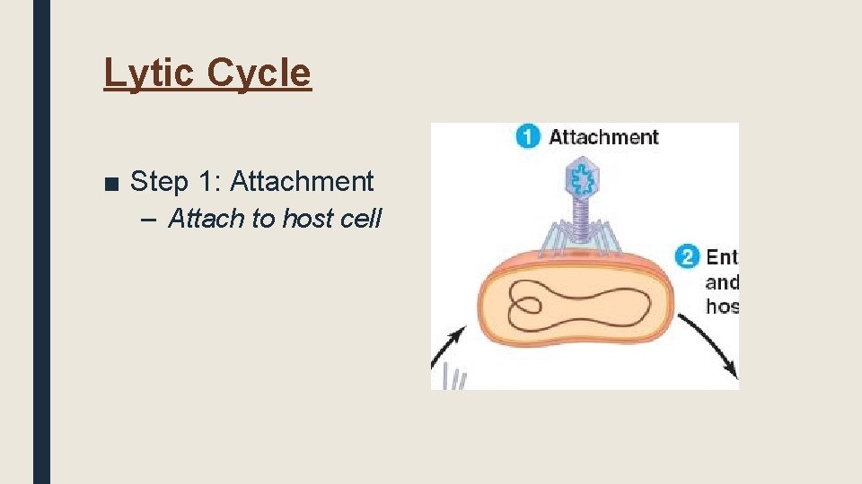 Lytic Cycle ■ Step 1: Attachment – Attach to host cell 