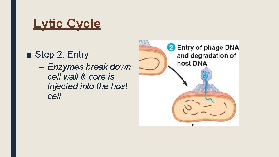 Lytic Cycle ■ Step 2: Entry – Enzymes break down cell wall & core