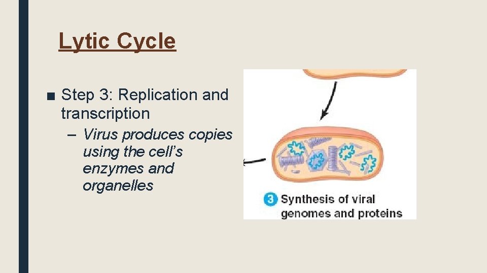 Lytic Cycle ■ Step 3: Replication and transcription – Virus produces copies using the