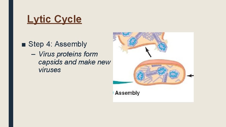 Lytic Cycle ■ Step 4: Assembly – Virus proteins form capsids and make new