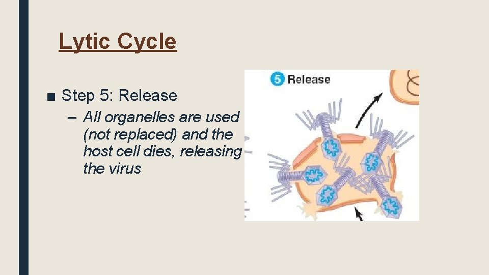 Lytic Cycle ■ Step 5: Release – All organelles are used (not replaced) and