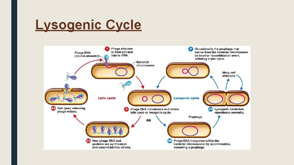 Lysogenic Cycle 