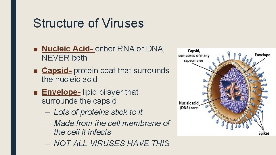 Structure of Viruses ■ Nucleic Acid- either RNA or DNA, NEVER both ■ Capsid-