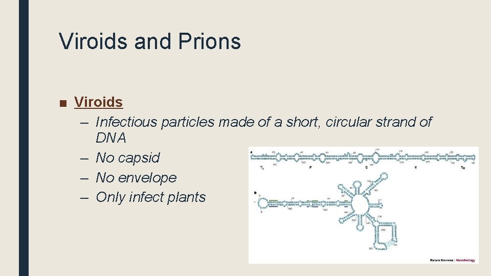 Viroids and Prions ■ Viroids – Infectious particles made of a short, circular strand