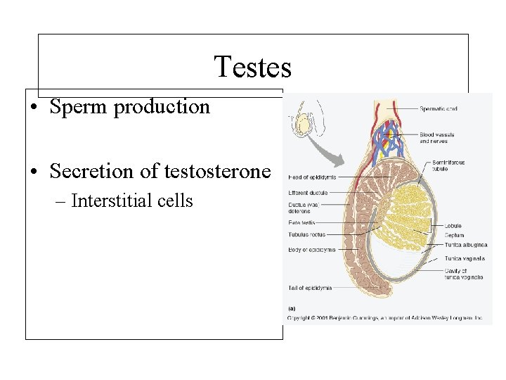 Testes • Sperm production • Secretion of testosterone – Interstitial cells 
