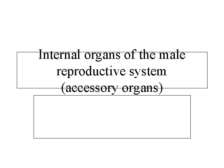 Internal organs of the male reproductive system (accessory organs) 