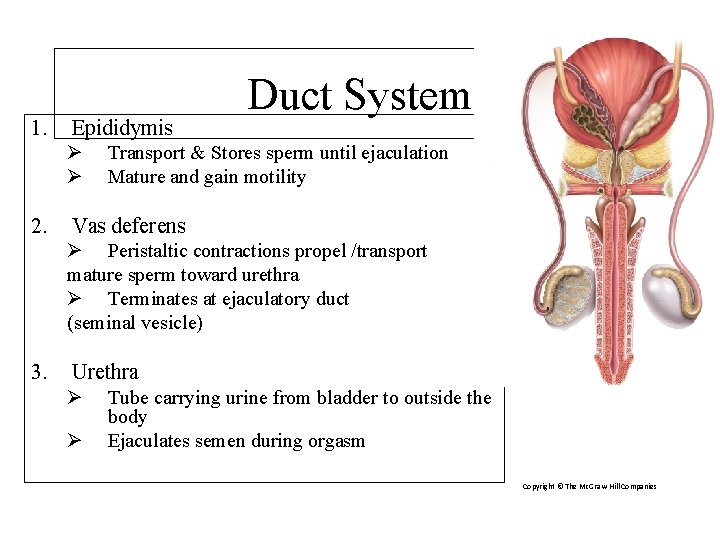 1. Epididymis Ø Ø 2. Duct System Transport & Stores sperm until ejaculation Mature