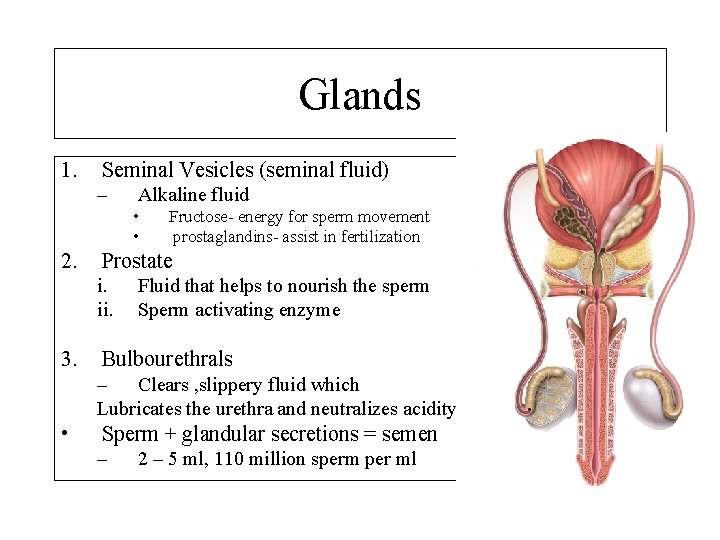 Glands 1. Seminal Vesicles (seminal fluid) – Alkaline fluid • • 2. Prostate i.