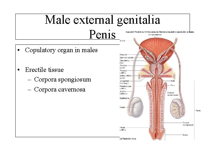 Male external genitalia Penis • Copulatory organ in males • Erectile tissue – Corpora
