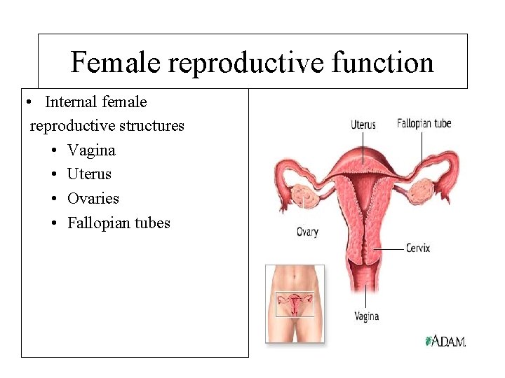 Female reproductive function • Internal female reproductive structures • Vagina • Uterus • Ovaries