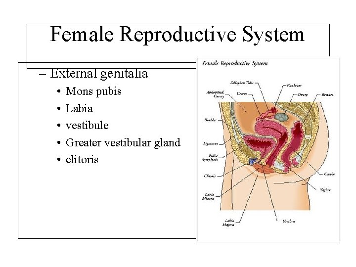 Female Reproductive System – External genitalia • • • Mons pubis Labia vestibule Greater