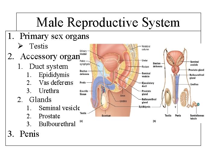 Male Reproductive System 1. Primary sex organs Ø Testis 2. Accessory organs 1. Duct