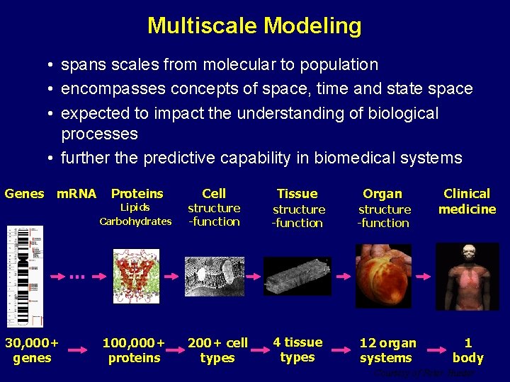 Multiscale Modeling • spans scales from molecular to population • encompasses concepts of space,