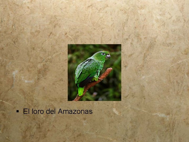 § El loro del Amazonas 