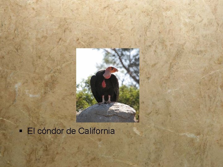 § El cóndor de California 