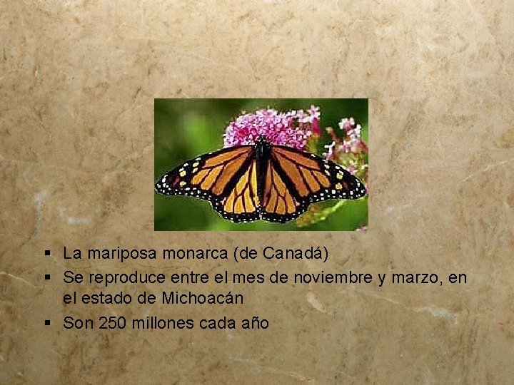 § La mariposa monarca (de Canadá) § Se reproduce entre el mes de noviembre