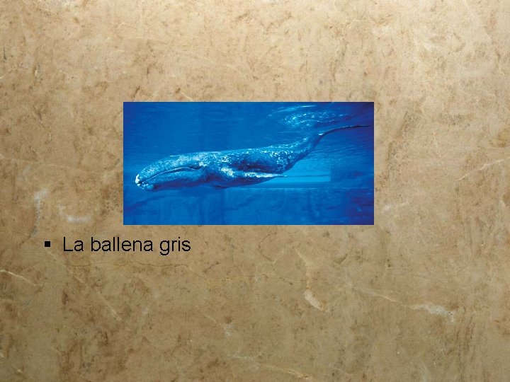 § La ballena gris 