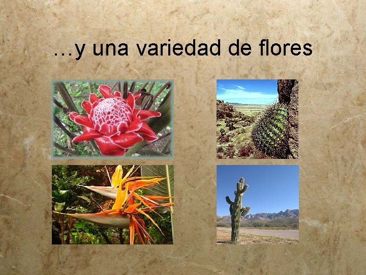 …y una variedad de flores 