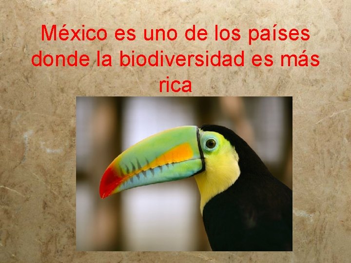 México es uno de los países donde la biodiversidad es más rica 