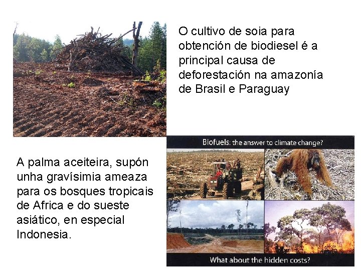 O cultivo de soia para obtención de biodiesel é a principal causa de deforestación