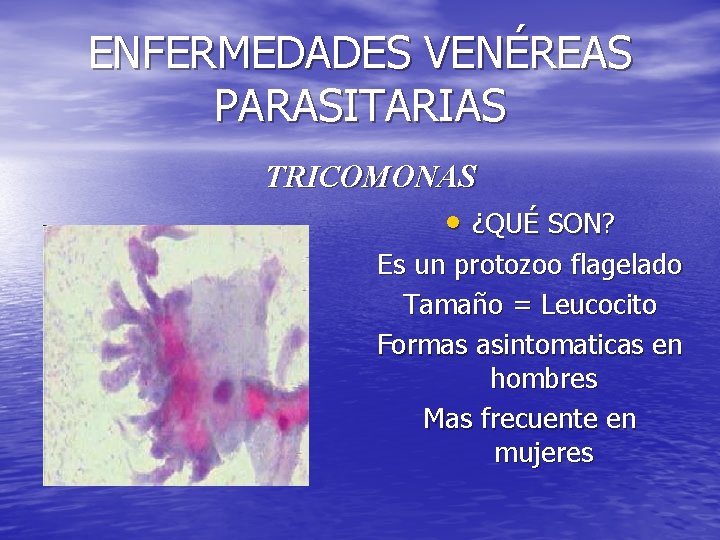 ENFERMEDADES VENÉREAS PARASITARIAS TRICOMONAS • ¿QUÉ SON? Es un protozoo flagelado Tamaño = Leucocito