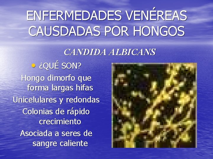 ENFERMEDADES VENÉREAS CAUSDADAS POR HONGOS CANDIDA ALBICANS • ¿QUÉ SON? Hongo dimorfo que forma