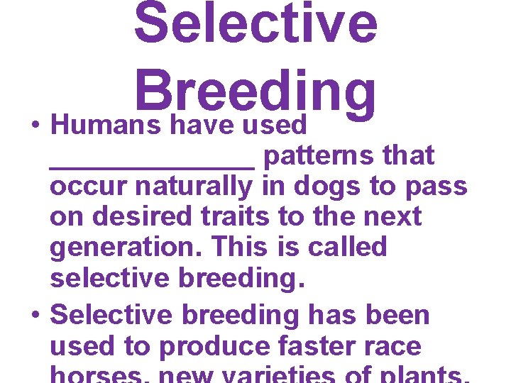 Selective Breeding • Humans have used _______ patterns that occur naturally in dogs to Selective Breeding • Humans have used _______ patterns that occur naturally in dogs to