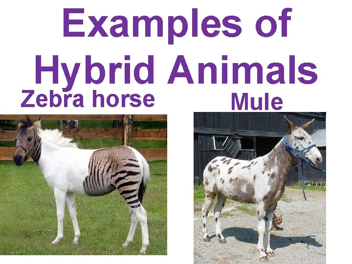 Examples of Hybrid Animals Zebra horse Mule  Examples of Hybrid Animals Zebra horse Mule