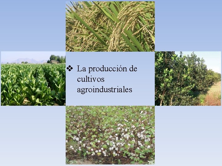v La producción de cultivos agroindustriales 