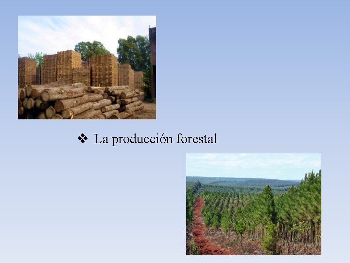 v La producción forestal 