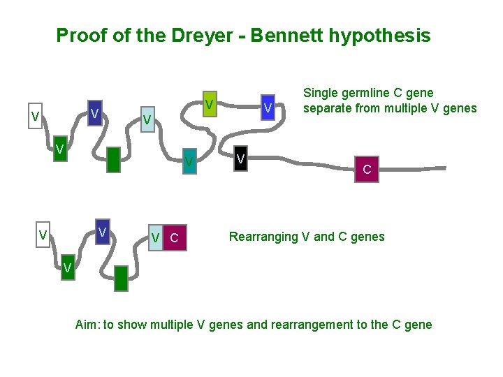 Proof of the Dreyer - Bennett hypothesis V V V C V Single germline