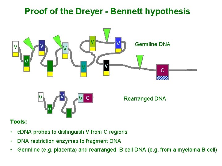 Proof of the Dreyer - Bennett hypothesis V V V Germline DNA V V