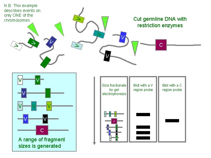 V V C V V V Cut germline DNA with restriction enzymes V N.