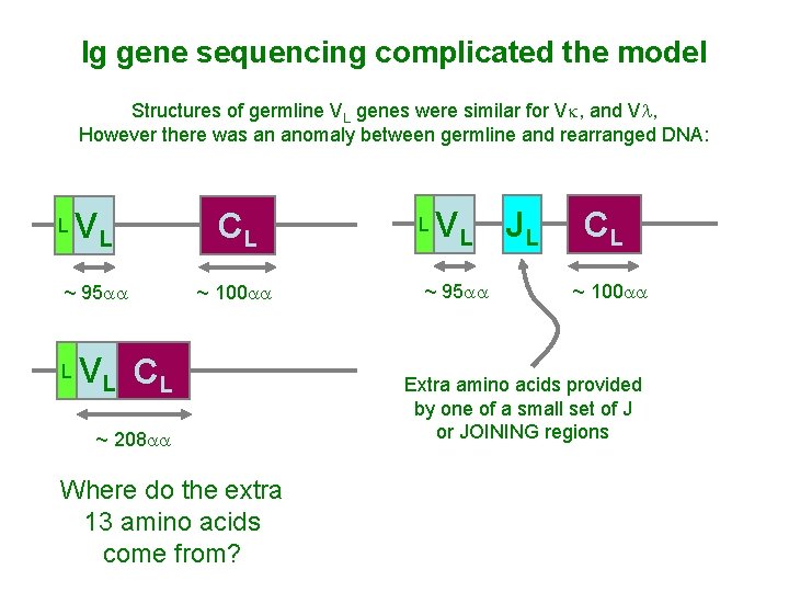 Ig gene sequencing complicated the model Structures of germline VL genes were similar for