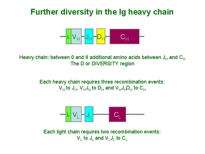 Further diversity in the Ig heavy chain L VH JH DH CH Heavy chain: