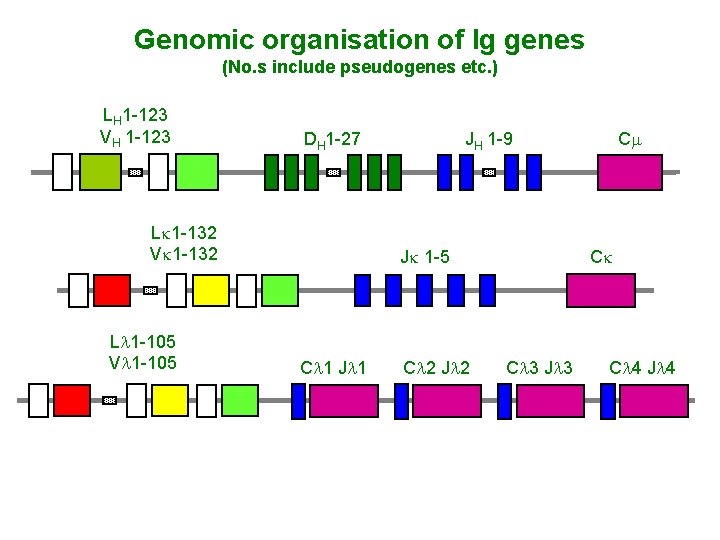 Genomic organisation of Ig genes (No. s include pseudogenes etc. ) LH 1 -123