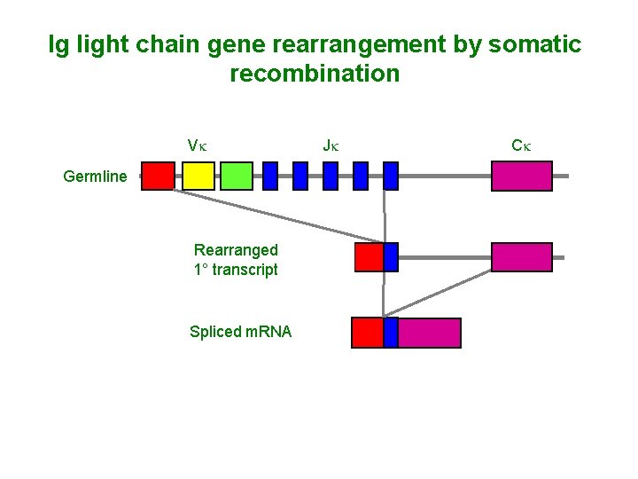 Ig light chain gene rearrangement by somatic recombination Vk Germline Rearranged 1° transcript Spliced