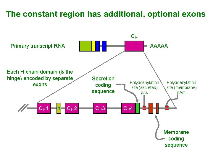 The constant region has additional, optional exons Cm Primary transcript RNA AAAAA Each H